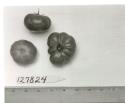 Click for 1 image(s) for this accession. FRUIT